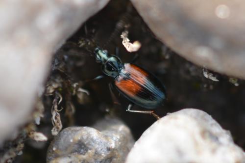 Bembidion varicolor
